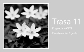 Trasa 11