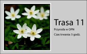 Trasa 11